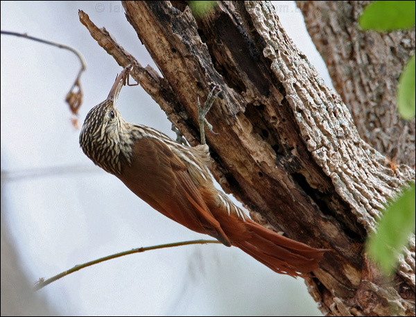 Streak-headed Woodcreeper strhead_woodcreeper_27796.psd