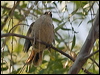 Clickable thumbnail to enter photo gallery of Thorn-tailed Rayadito