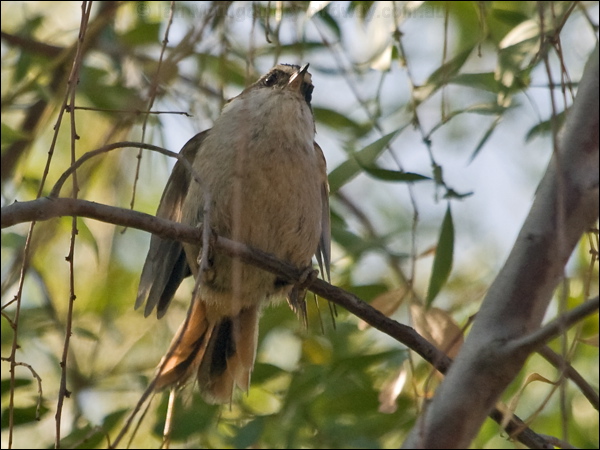 Thorn-tailed Rayadito thorn_tail_rayadito_207730.psd