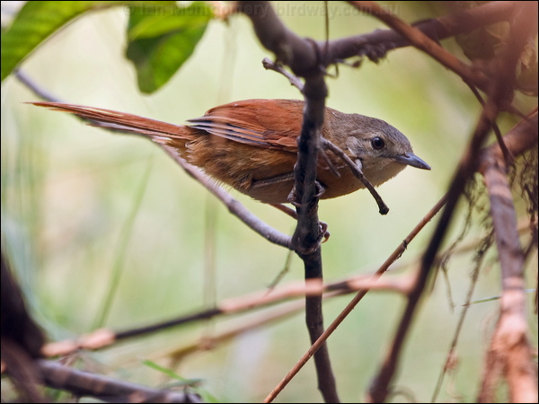 White-lored Spinetail wh_lored_spinetail_206161.psd
