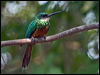 rufous_tail_jacamar_204784
