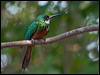 rufous_tail_jacamar_204785