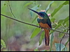 rufous_tail_jacamar_204786