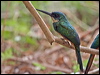 rufous_tail_jacamar_204787