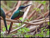rufous_tail_jacamar_204789