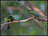 rufous_tail_jacamar_205968