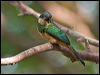 rufous_tail_jacamar_205969