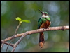 rufous_tail_jacamar_205974