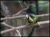 rufous_tail_jacamar_206863