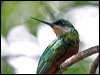rufous_tail_jacamar_21703