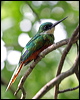 rufous_tail_jacamar_21707
