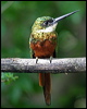 rufous_tail_jacamar_21742