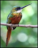 rufous_tail_jacamar_21770