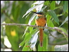 rufous_tail_jacamar_23521