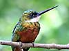 Click here to enter gallery and see photos of: Rufous-tailed Jacamar