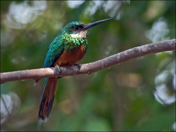 Rufous-tailed Jacamar rufous_tail_jacamar_204784.psd