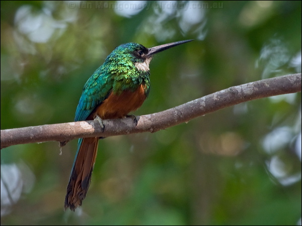 Rufous-tailed Jacamar rufous_tail_jacamar_204785.psd
