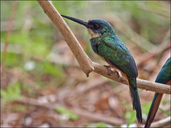 Rufous-tailed Jacamar rufous_tail_jacamar_204787.psd