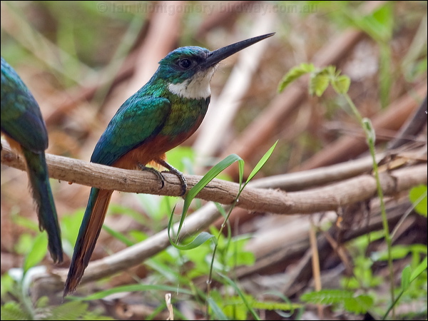 Rufous-tailed Jacamar rufous_tail_jacamar_204789.psd