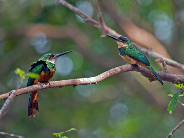 Rufous-tailed Jacamar rufous_tail_jacamar_205968.psd