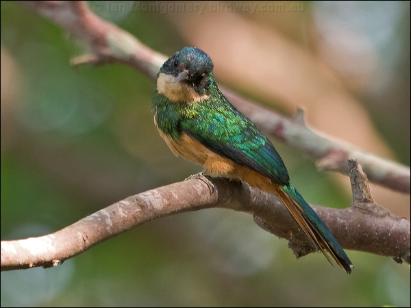 Rufous-tailed Jacamar rufous_tail_jacamar_205969.psd