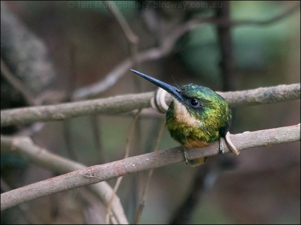 Rufous-tailed Jacamar rufous_tail_jacamar_206863.psd