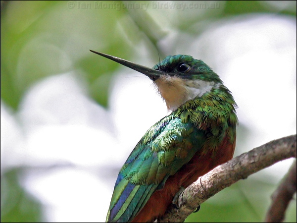 Rufous-tailed Jacamar rufous_tail_jacamar_21703.psd
