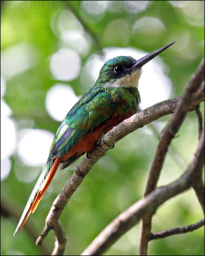 Rufous-tailed Jacamar rufous_tail_jacamar_21707.psd