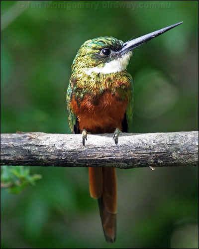 Rufous-tailed Jacamar rufous_tail_jacamar_21742.psd