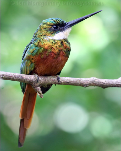 Rufous-tailed Jacamar rufous_tail_jacamar_21770.psd