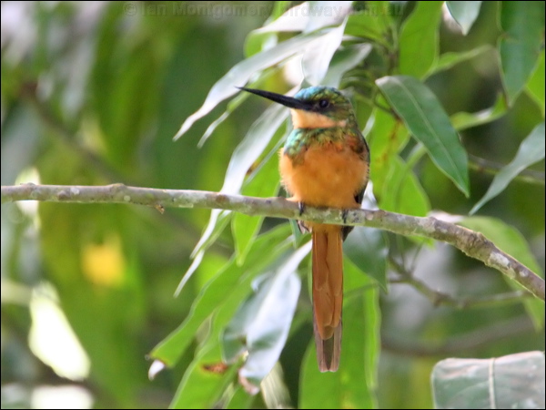 Rufous-tailed Jacamar rufous_tail_jacamar_23521.psd