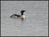 arctic_loon_143984