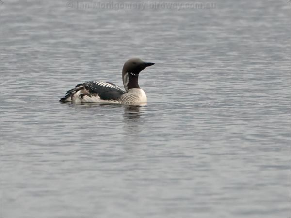 Black-throated or Arctic Loon arctic_loon_143984.psd