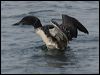 common_loon_108301