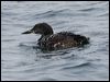 common_loon_108302