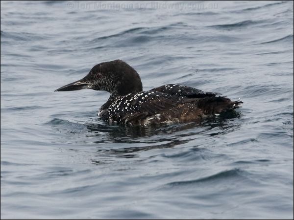 Great Northern Diver or Common Loon  common_loon_108302.psd