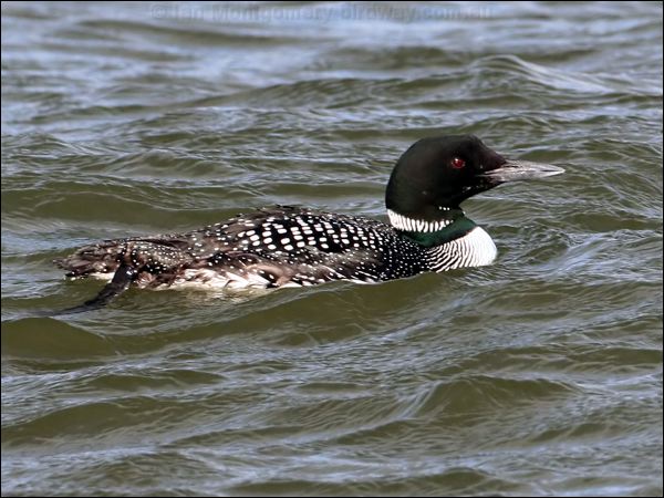 Great Northern Diver or Common Loon  common_loon_51794.psd