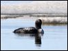 pacific_loon_67354