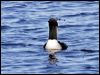pacific_loon_67361