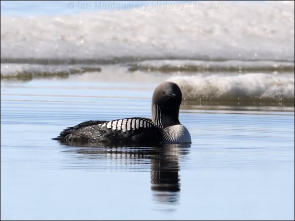 Pacific Loon pacific_loon_67354.jpg