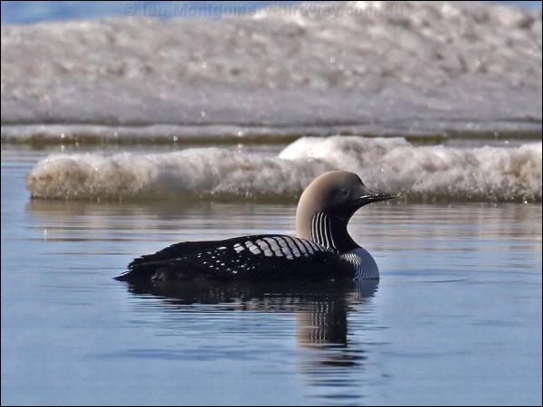 Pacific Loon pacific_loon_67359.jpg