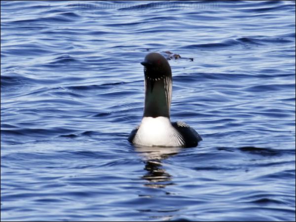 Pacific Loon pacific_loon_67361.jpg