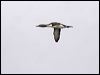 red_throated_loon_66225