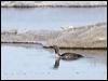 red_throated_loon_66434