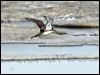 red_throated_loon_66437