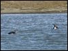 red_throated_loon_66555