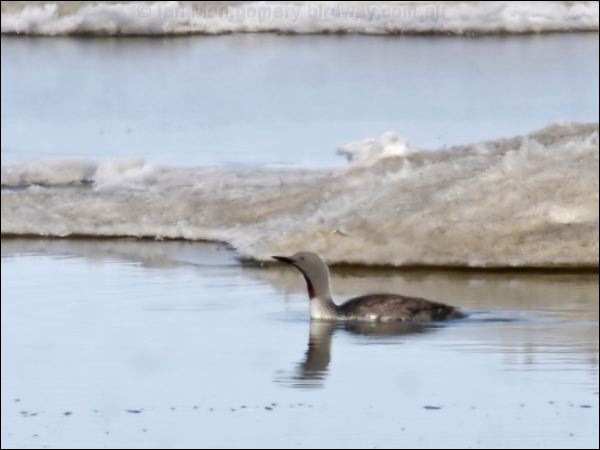 Red-throated Loon or Diver red_throated_loon_66434.psd