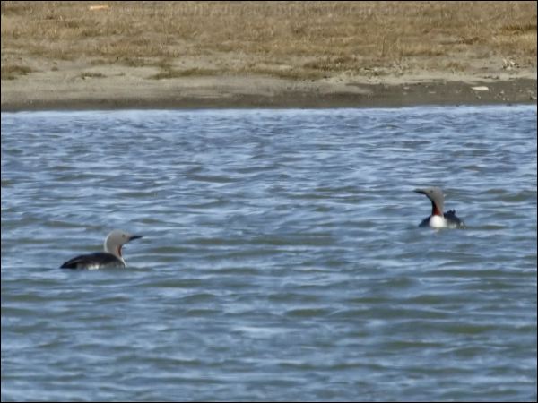 Red-throated Loon or Diver red_throated_loon_66555.psd
