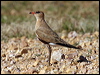 aus_pratincole_00408