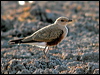 aus_pratincole_13136